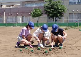 子どもたちが芝生を植える様子