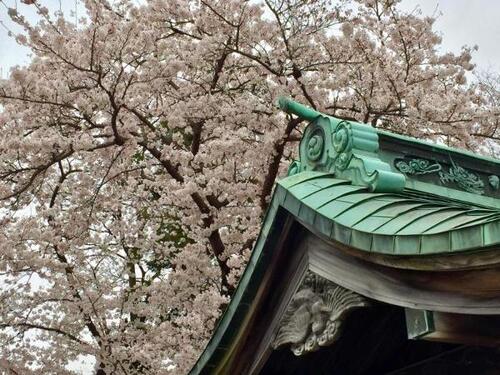 境内の桜