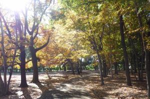 紅葉遠路