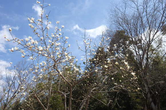 コブシの花