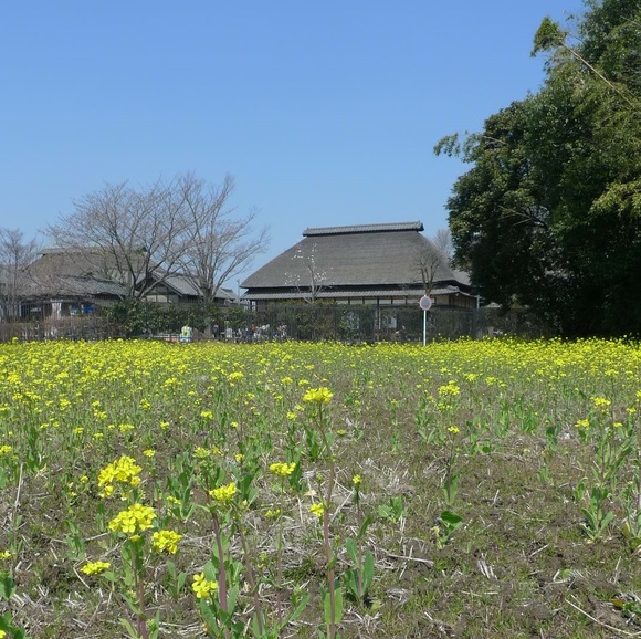 古民家ゾーンを背景に菜の花