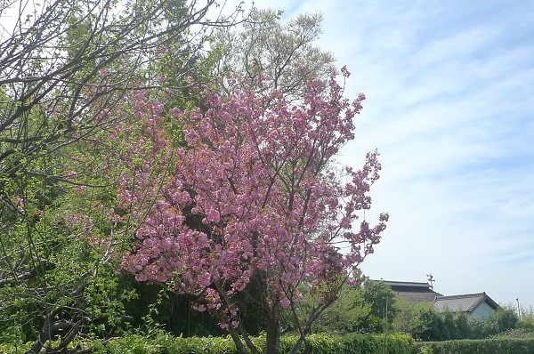 八重桜