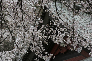 榛名神社のサクラ