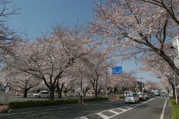 谷津の森公園周辺の桜