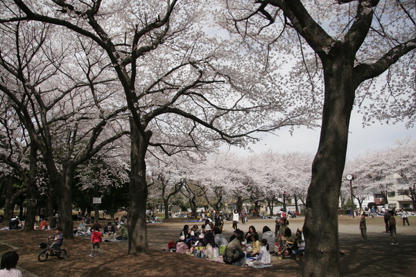 みずほ台中央公園の桜