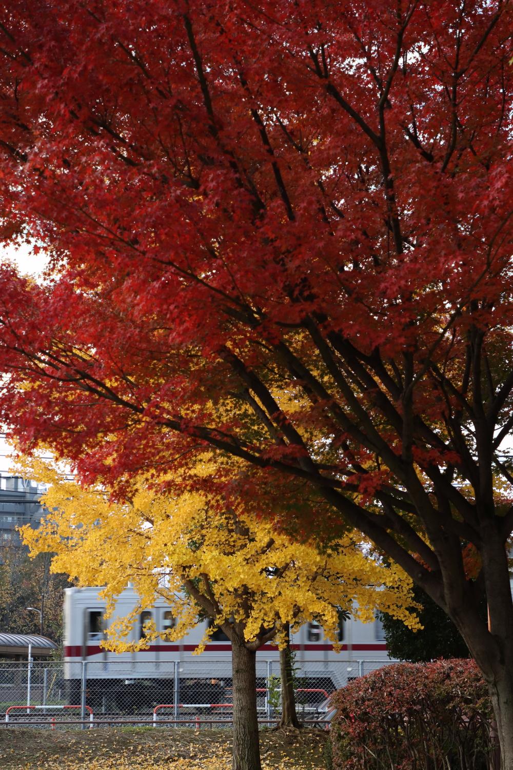 ふじみ野公園　11月　雨の翌日、紅葉がきれいだったので撮りました。(匿名さん(市内在住)撮影)