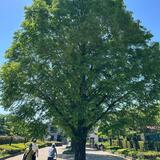 山崎公園（せせらぎ菖蒲園）入り口　5月　気になる木～だったので1枚！（近藤啓太さん（市内在住）撮影）　