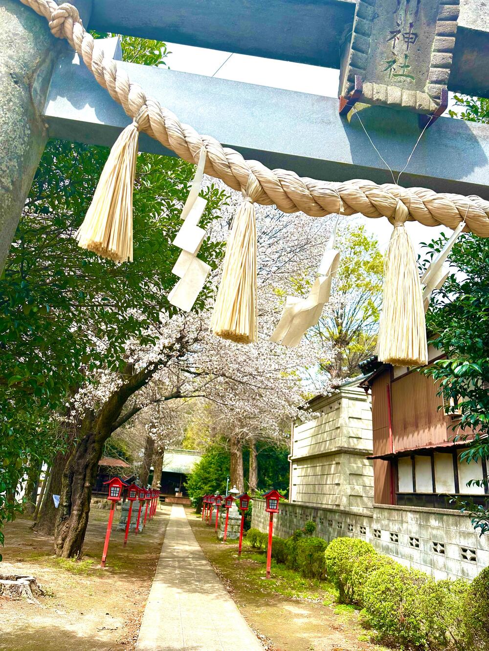 氷川神社（富士見市諏訪一丁目）　4月　小旅行気分☆（近藤啓太さん（市内在住）撮影）　