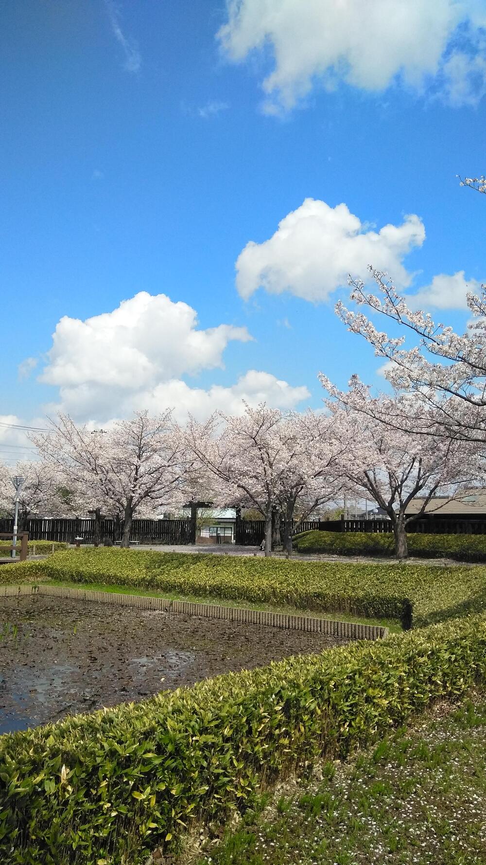 難波田城公園　2023年3月　青空の下友達とお花見を楽しんだ景色（高野智子さん（市内在住）撮影）　