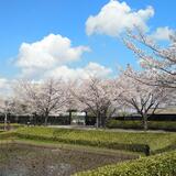 難波田城公園　2023年3月　青空の下友達とお花見を楽しんだ景色（高野智子さん（市内在住）撮影）　