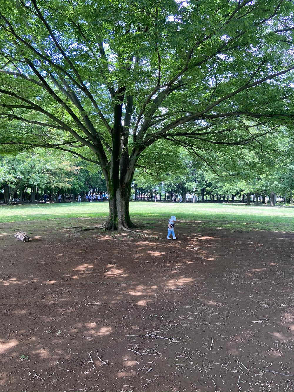 水子貝塚公園　6月　自然がいっぱいで、四季折々の表情をみせる水子貝塚公園が家族みんな大好きです。我が子はどんぐりや葉っぱを拾ったり、木に触ったり、芝生を走り回ったりと目を輝かせ遊んでいます。子どもの想像力を育ててくれる、そんな公園です。（小林 尚美さん(市内在住)撮影）