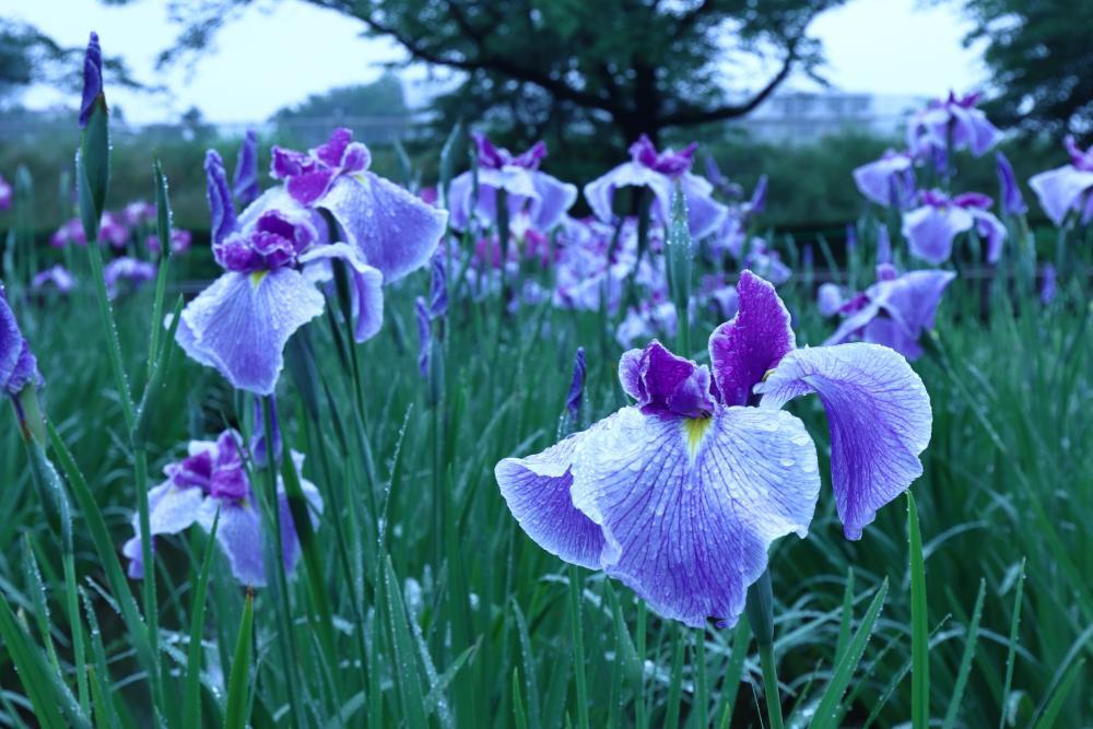 山崎公園　6月　早朝の花菖蒲(匿名さん(市内在住)撮影)