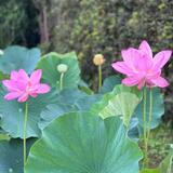 難波田城公園　6月　行田蓮という種類　茎が長いのには　驚きました　 素敵花見つけました（葛西和美さん（市内在住）撮影）