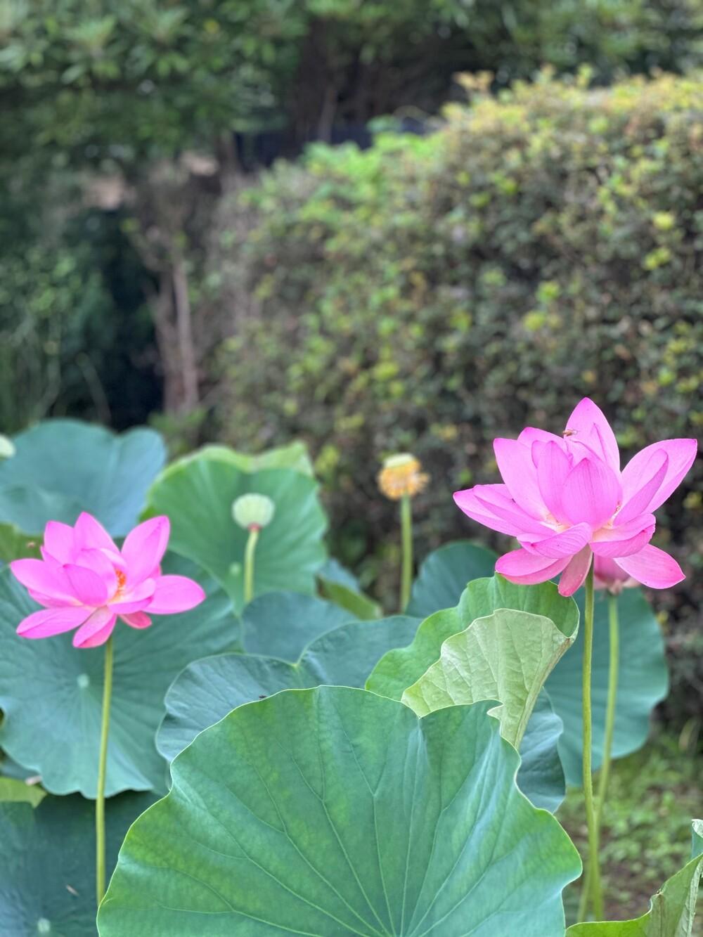 難波田城公園　6月　行田蓮という種類　茎が長いのには　驚きました　 素敵花見つけました（葛西和美さん（市内在住）撮影）