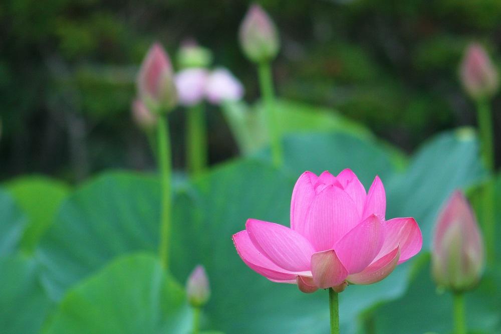 難波田城公園の蓮　6月（市広報撮影）