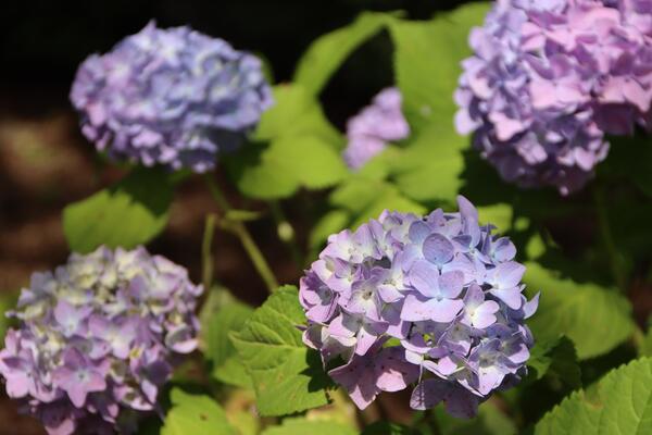 紫陽花の写真です。