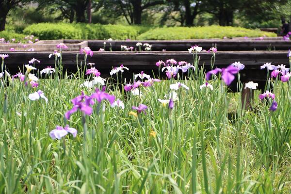 花菖蒲の二枚目の写真です。