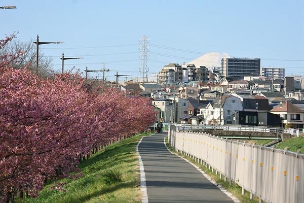 富士山と河津桜