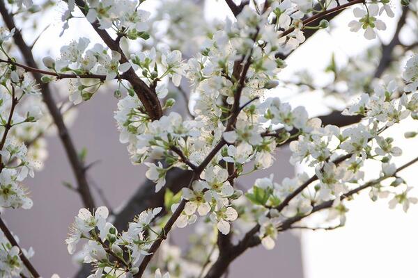 西洋スモモの花びらの写真