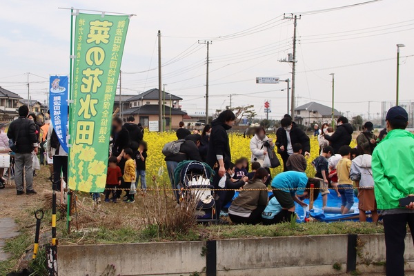 菜の花まつりのようす5