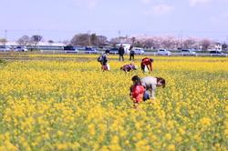 菜の花畑2