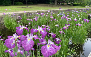 花菖蒲イメージ