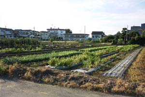 25 平塚（ひらつか）遺跡の画像