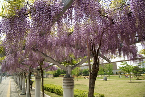 文化の杜公園の藤棚