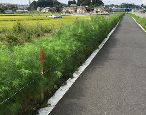 ロープ張り完了後ののコスモス街道