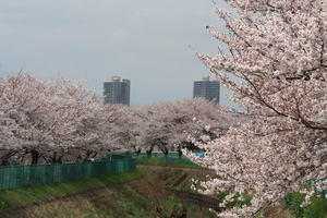 砂川堀（4月）